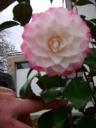 Blüte der Camellia japonica Nuccio s Pearl