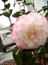 Blüte der Camellia japonica Nuccio s Pearl