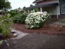 Umgepflanzte Rhododendron Südseite