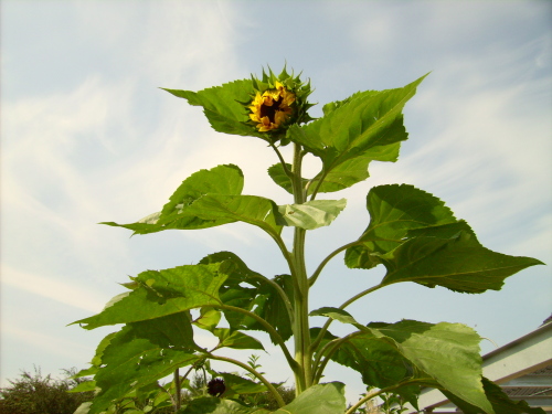 Riesen-Sonnenblume