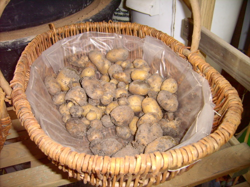 Kartoffelernte der Sorte Linda