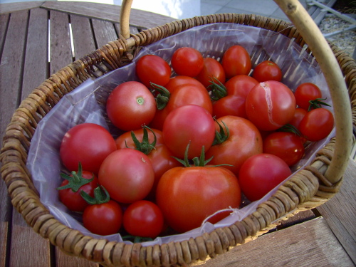 Tomaten-Ernte