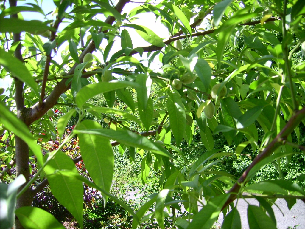 Sachiko´s kleines GartenBlog » Mandelbaum mit Fruchtansätzen